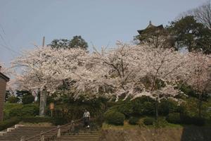 訪れた市民を優しく迎える丸岡城と桜