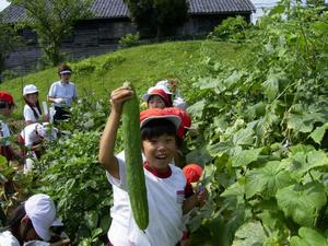 パーティの前日、野菜を収穫。ヘチマのような大きさのキュウリに大喜び