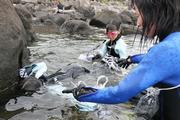 磯の生き物観察会の様子