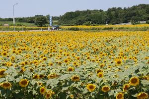 一面のヒマワリ畑