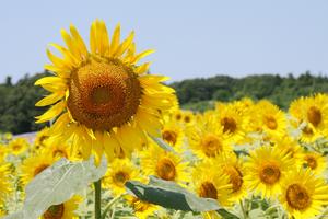 空を仰ぎ咲くヒマワリ
