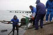 上流から漂着した流木などを協力して拾う参加者ら