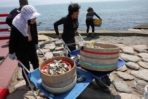 放流するアワビを一輪車で海まで運ぶ海女さん