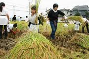 時間が経つにつれて慣れた様子で稲刈りをする児童たち