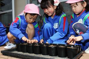 丁寧に種を植える、春江東幼稚園児たち