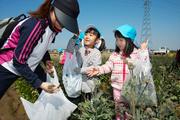 キャベツ畑で新芽を袋いっぱい収穫する園児たち