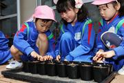 丁寧に種を植える、春江東幼稚園児たち