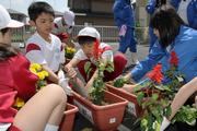 大関小の児童が坂井農業高校の生徒と協力して、サルビアなど5種75本の花苗を移植した