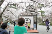 丸岡城と桜をバックに記念撮影をする家族連れ