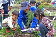 福井県総合グリーンセンターで栽培されたアカマツの苗木を植えていく参加者