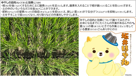 0709中干し3