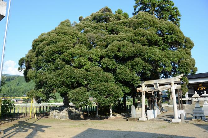 東二ツ屋のスダジイ