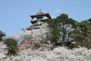 福井県坂井市 丸岡城桜まつり