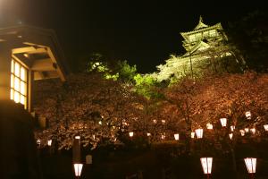 丸岡城夜桜