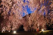 竹田のしだれ桜の写真