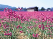 ラッキョウの花