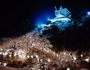 丸岡城の写真（夜桜ライトアップ）