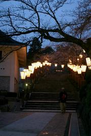 ぼんぼりの明かりで、午後10時まで夜桜が楽しめる