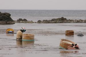 潜って稚貝を放流していく海女たち