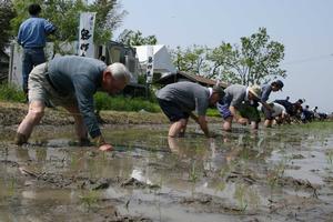 額に汗し酒米「山田錦」を植える、丸岡酒販と三国民宿組合のメンバー