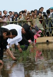 豊作を祈って丁寧に植える白装束の高橋さんや坂本市長ら