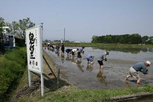 耕作面積は12000平方メートル。鬼作左の醸造量は約5700リットルを予定し、11月下旬に初搾り