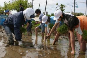 ぬかるんだ泥の感触を楽しみながらの田植え