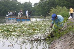 水際まで降り、池の縁に生えた大きな雑草を根こそぎ抜きとる地元住民