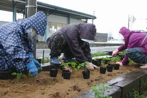 1ポットずつていねいに植え付けする会員