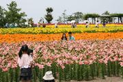 家族連れでにぎわうユリの里公園