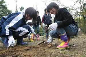 ドングリ植樹