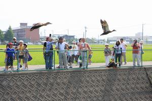 野鳥観察