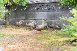 野鳥観察