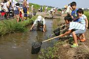 田んぼの生き物観察