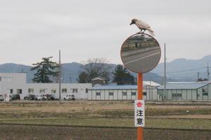 白い羽休め