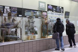 展示