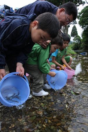 アユの稚魚放流
