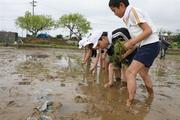 田植え