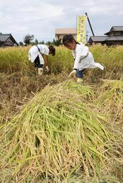 稲刈り