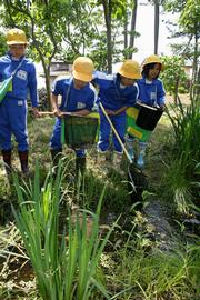 網を使って水の中の生き物を捕まえて観察する生徒ら
