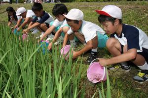 バケツで田んぼに少しずつフナを放流していく児童たち
