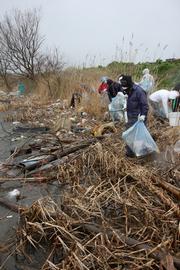 水辺に打ち上げられた大量のごみを拾っていく参加者たち