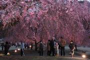 しだれ桜のトンネル