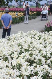 ユリの中で写真を撮ったり、ゆっくり散歩したりしながら市の花を身近に楽しむ来場者ら