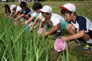 バケツで田んぼに少しずつフナを放流していく児童たち