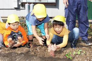 頭だけ見せるサツマイモを、折らないように丁寧に掘り出す