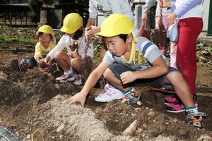 土の中からサツマイモを見つけだし、掘り出す