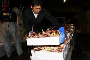 漁船からぎっしり詰められたズワイガニを市場へ