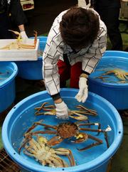 ズワイガニを生きたまま真水で締める