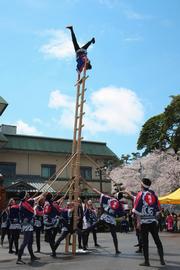 不安定なはしごの上で、難しい技を次々と演技する越前三国鳶